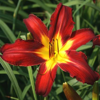 Hemerocallis 'Spider Man'