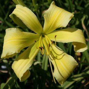 Hemerocallis  'Spider Miracle'