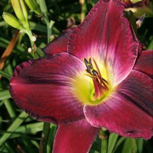 Hemerocallis  'Strutter's Ball'