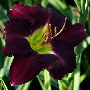 Hemerocallis  'Super Purple'