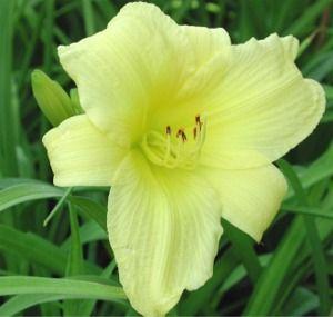 Hemerocallis  'Susie Wong'