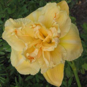 Hemerocallis 'Vanilla Fluff'