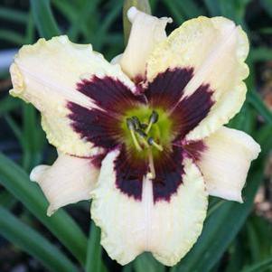 Hemerocallis  'Wild Horses'