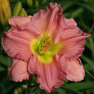 Hemerocallis  'Woodside Romance'