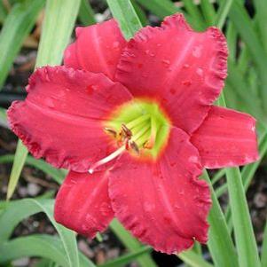 Hemerocallis  'Woodside Ruby'