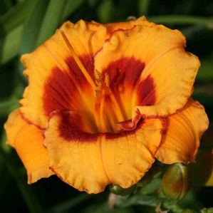Hemerocallis  'You Are My Sunshine'