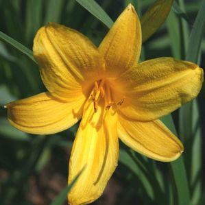Hemerocallis middendorffii