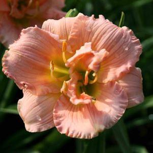 Hemerocallis 'Siloam Double Classic'