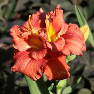Hemerocallis 'Solid Geometry'