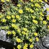 Alyssum montanum 'Mountain Gold'