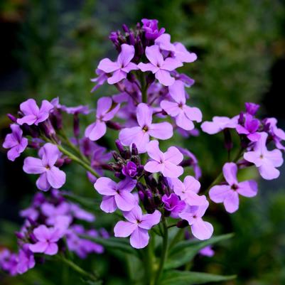 Hesperis matronalis Purple
