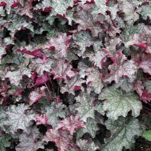 Heuchera  'Amethyst Myst'