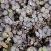 Acaena inermis 'Purpurea'