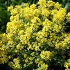 Alyssum saxatile 'Compactum'