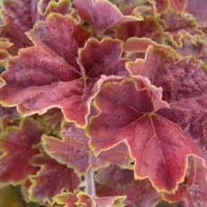 Heuchera x 'Miracle'