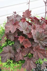 Heuchera  'Mocha'