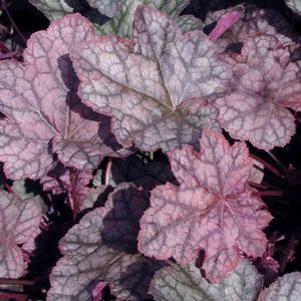 Heuchera  'Montrose Ruby'