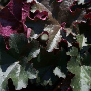 Heuchera x 'Prince'