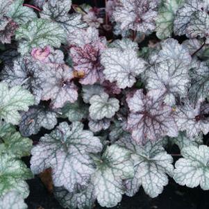 Heuchera x 'Silver Scrolls'