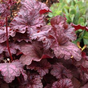 Heuchera  'Velvet Night'