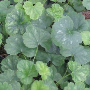 Heuchera sanguinea 'Bressingham Hybrids'