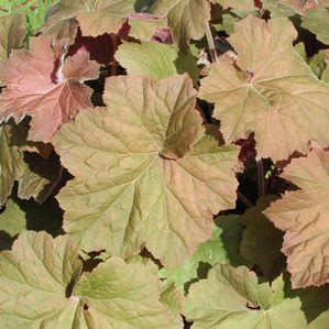 Heuchera villosa 'Purpurea'