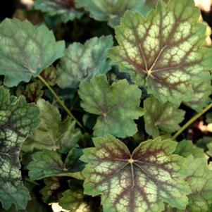 Heuchera americana 'Marvelous Marble'