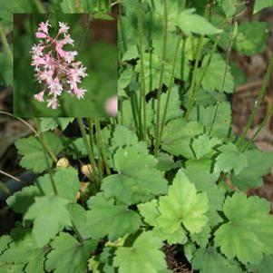 Heucherella x 'Rosalie'