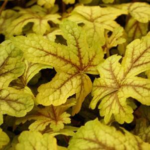 Heucherella x 'Alabama Sunrise'