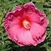 Hibiscus  'Fantasia'