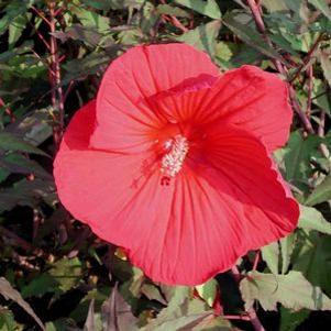 Hibiscus 'Fireball'