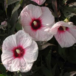 Hibiscus 'Kopper King'