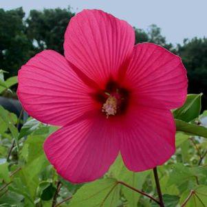 Hibiscus  'Moy Grande'