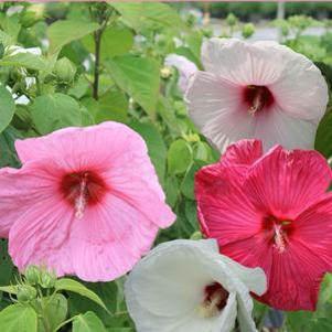 Hibiscus x moscheutos 'Southern Belle Mix'