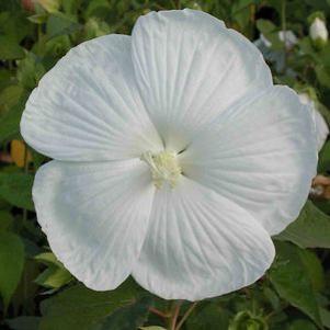 Hibiscus x 'Blue River II'