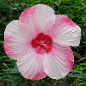 Hibiscus x 'Turn of the Century'