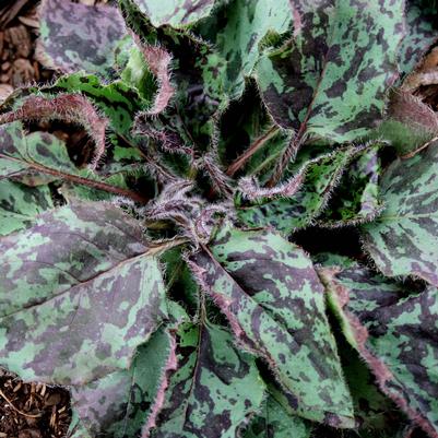 Hieracium maculatum 'Leopard'