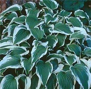 Hosta  'Antioch'