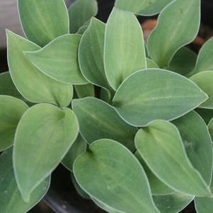 Hosta  'Baby Bunting'