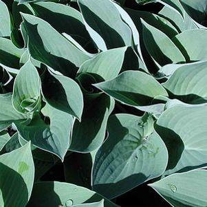 Hosta  'Blue Cadet'