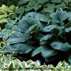 Hosta  'Blue Umbrellas'