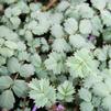 Acaena saccaticupula 'Blue Haze'