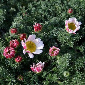 Anacyclus depressus compactum 'Silberkissen'