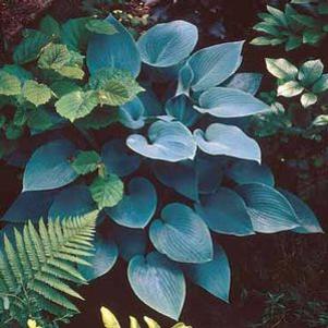 Hosta  'Bressingham Blue'