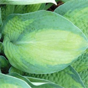 Hosta  'Bright Lights'