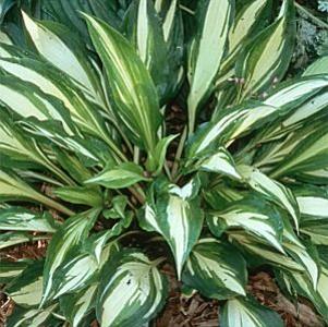 Hosta  'Cherry Berry'