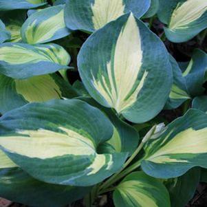 Hosta 'Dream Queen'