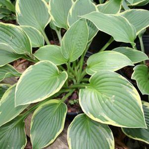 Hosta 'Ellerbroek'
