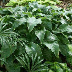 Hosta  'Elvis Lives'