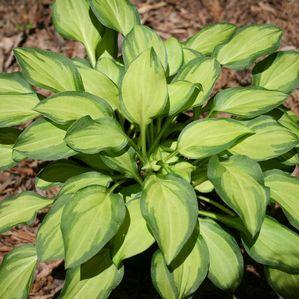 Hosta 'Emerald Tiara'
